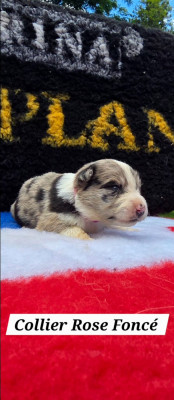 Les chiots de Border Collie