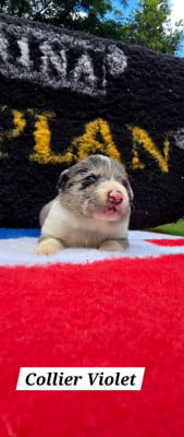 Les chiots de Border Collie