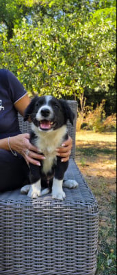Les chiots de Border Collie