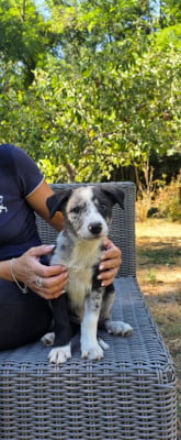 Les chiots de Border Collie