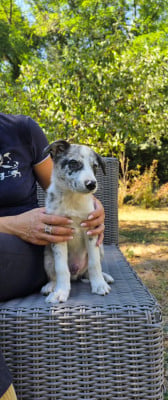 Les chiots de Border Collie