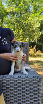 Les chiots de Border Collie