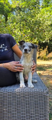 Les chiots de Border Collie