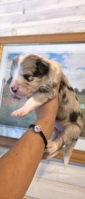 BLEU MERLE TRICOLORE - Border Collie