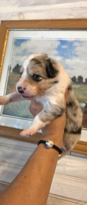 NOIRE ET BLANCHE - Border Collie