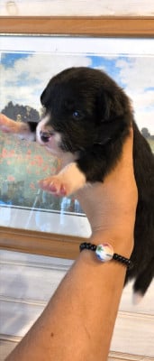 BLEU MERLE TRICOLORE - Border Collie
