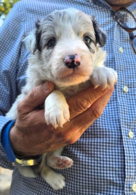 Les chiots de Border Collie