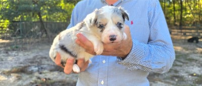 Les chiots de Border Collie
