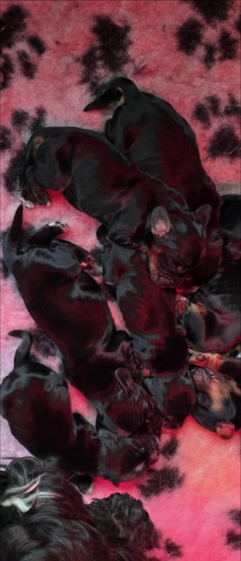 Cocker Spaniel Anglais - De L'Aisance Des Bois