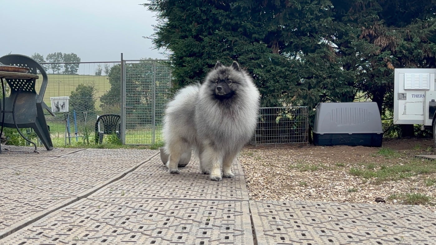 Publication : Du Royaume De B’Oxie Auteur : Morgane Goncalves