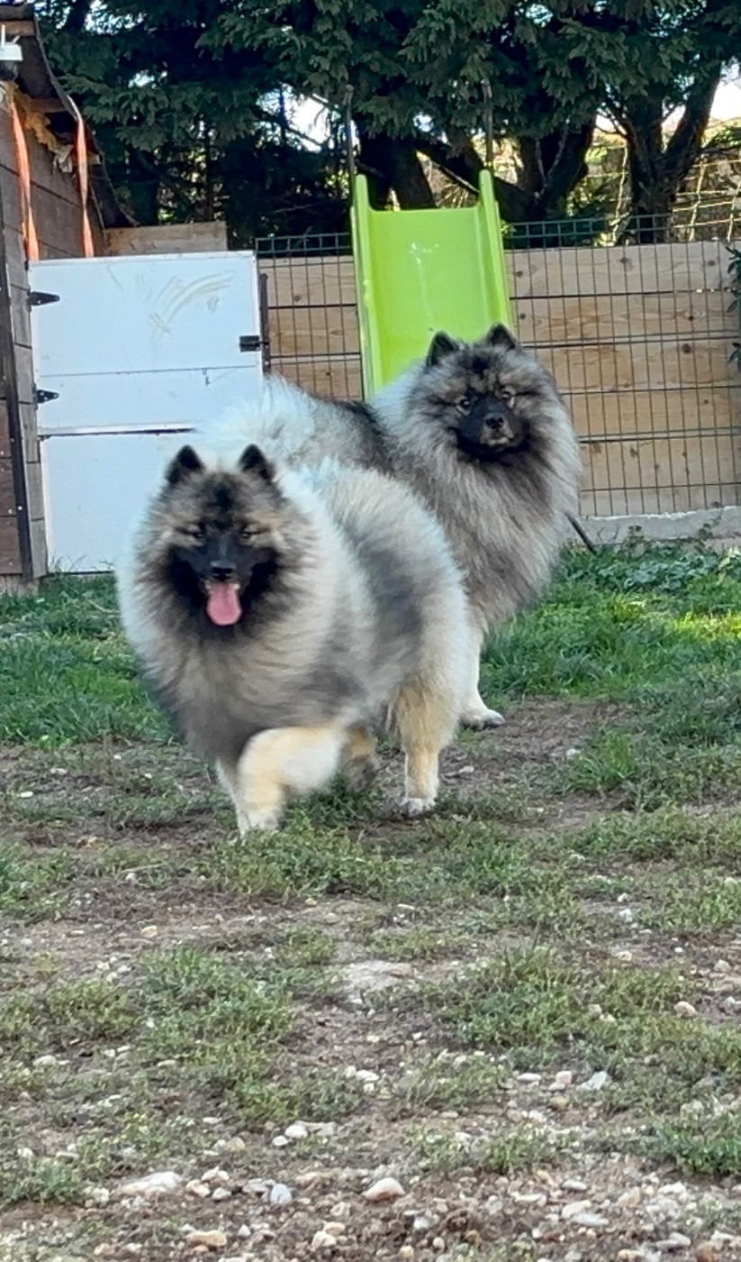 Publication : Du Royaume De B’Oxie Auteur : Morgane Goncalves