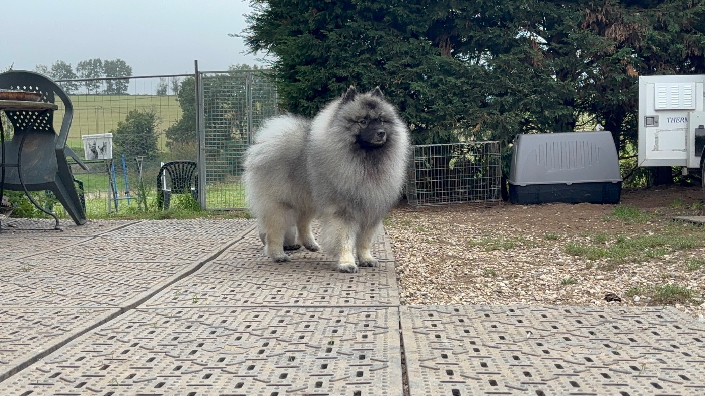 Publication : Du Royaume De B’Oxie Auteur : Morgane Goncalves