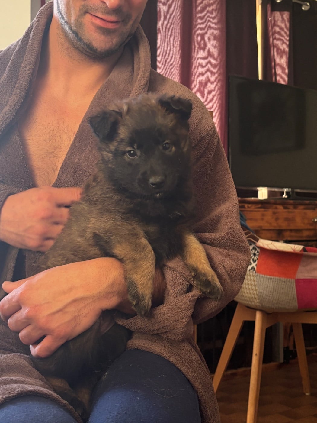 CHIOT 6 - Berger Belge