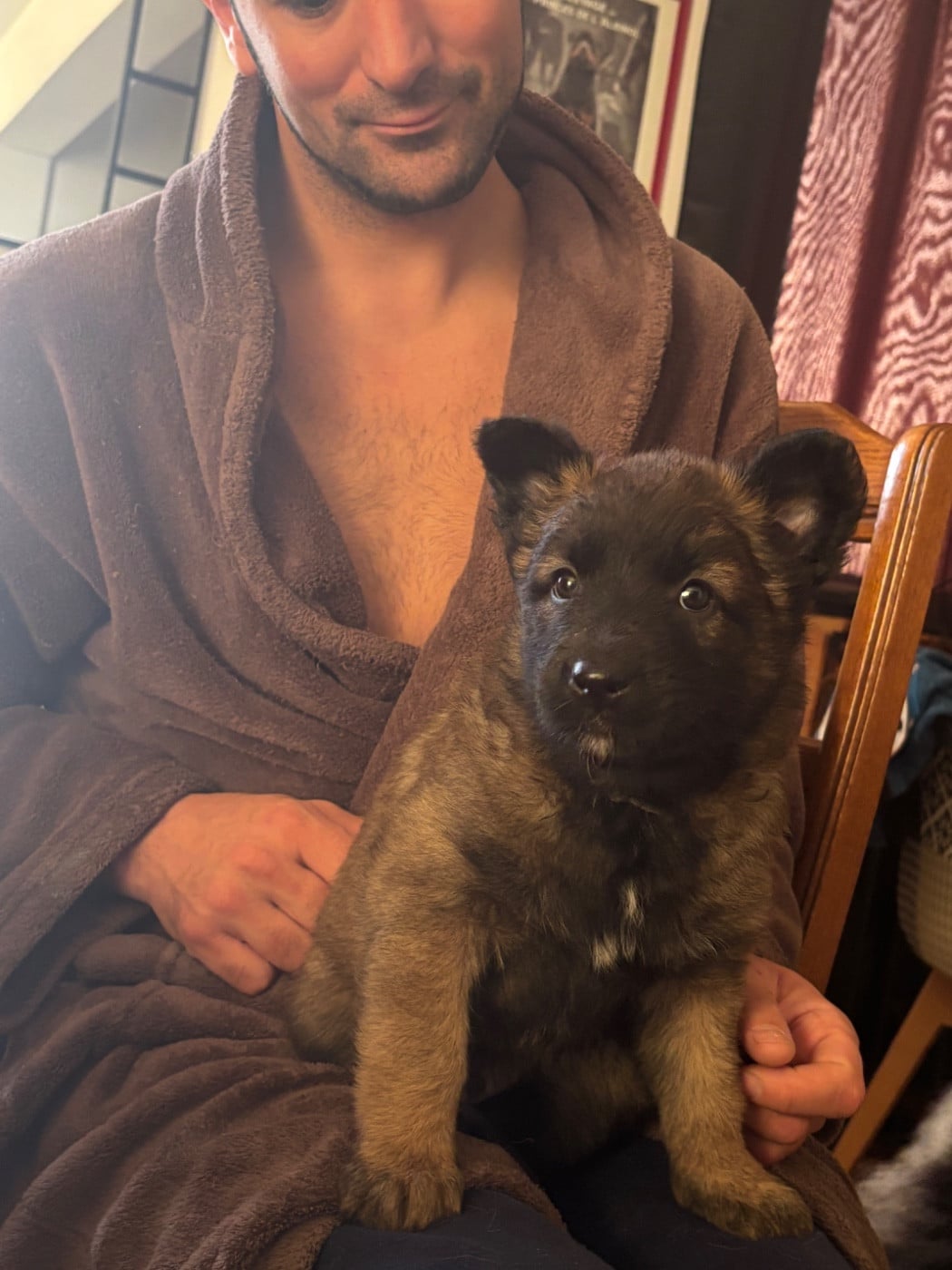 CHIOT 7 - Berger Belge