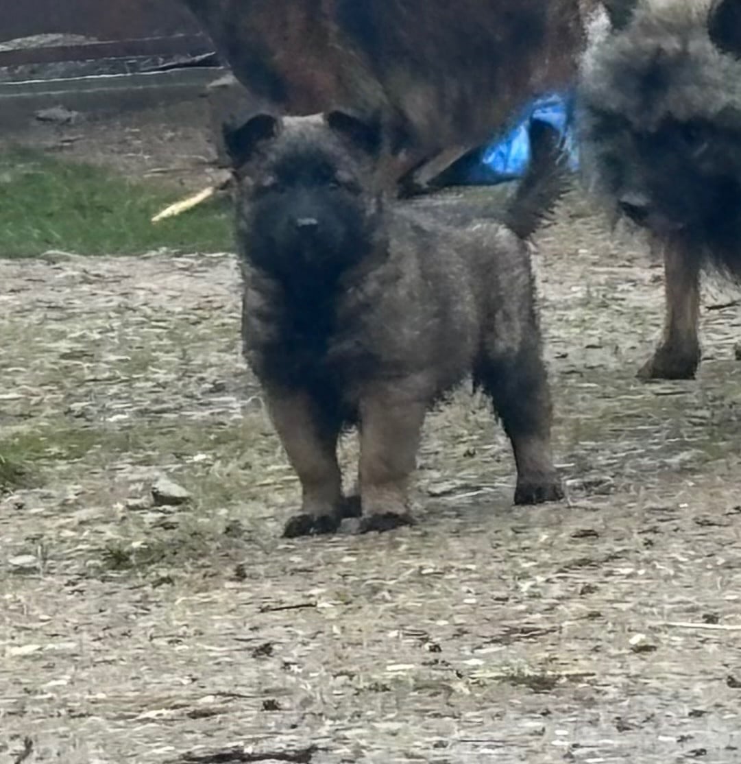 Berger Belge - Du Royaume De B’Oxie