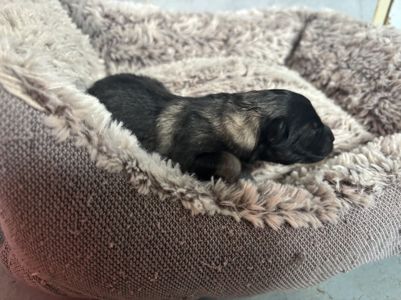 Chiot N°4 - Spitz allemand