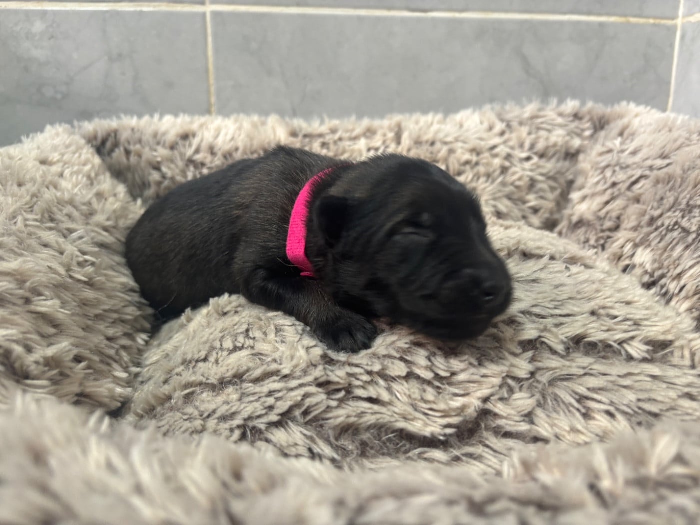 CHIOT 2 - Berger Belge