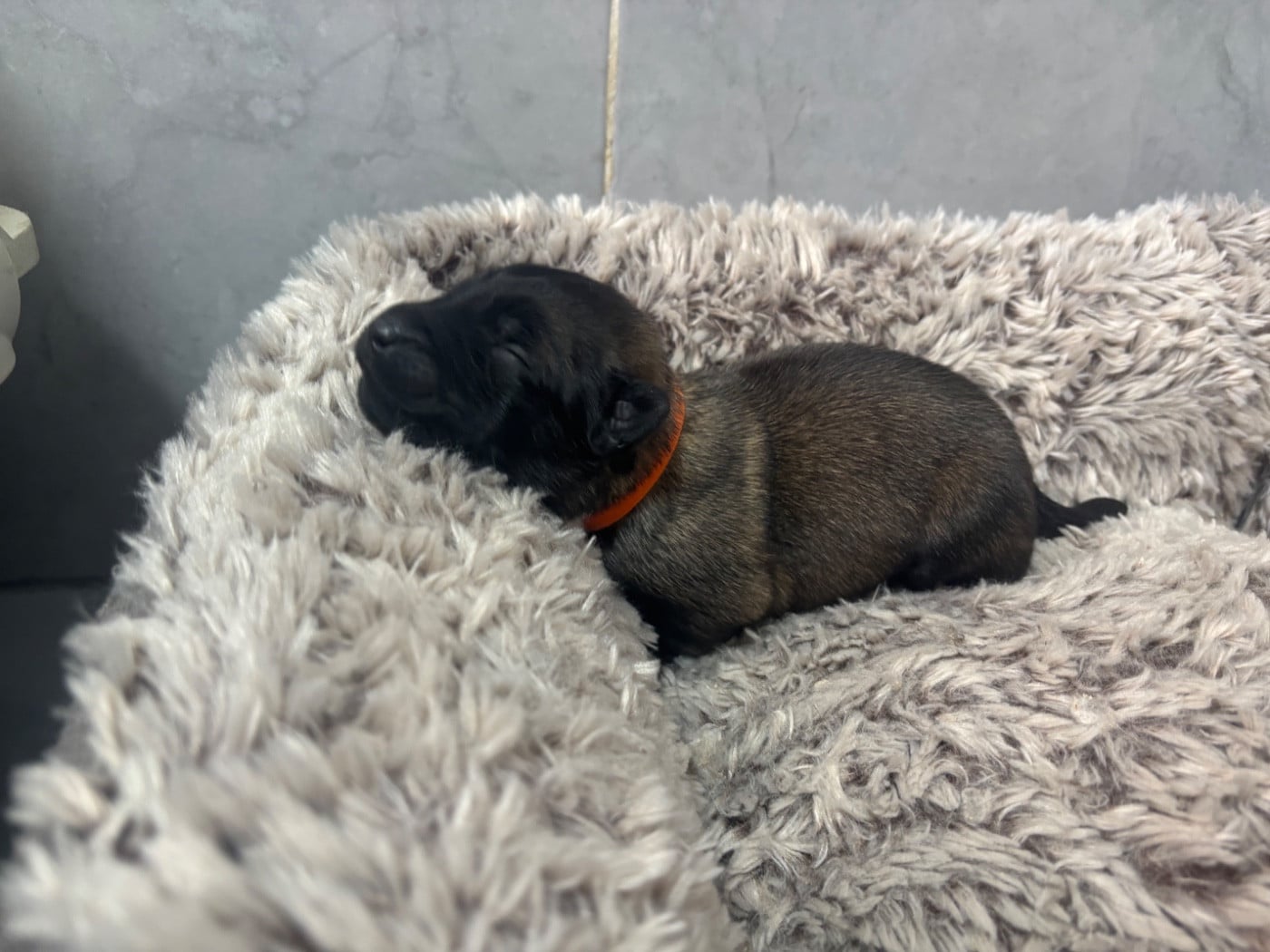 CHIOT 3 - Berger Belge