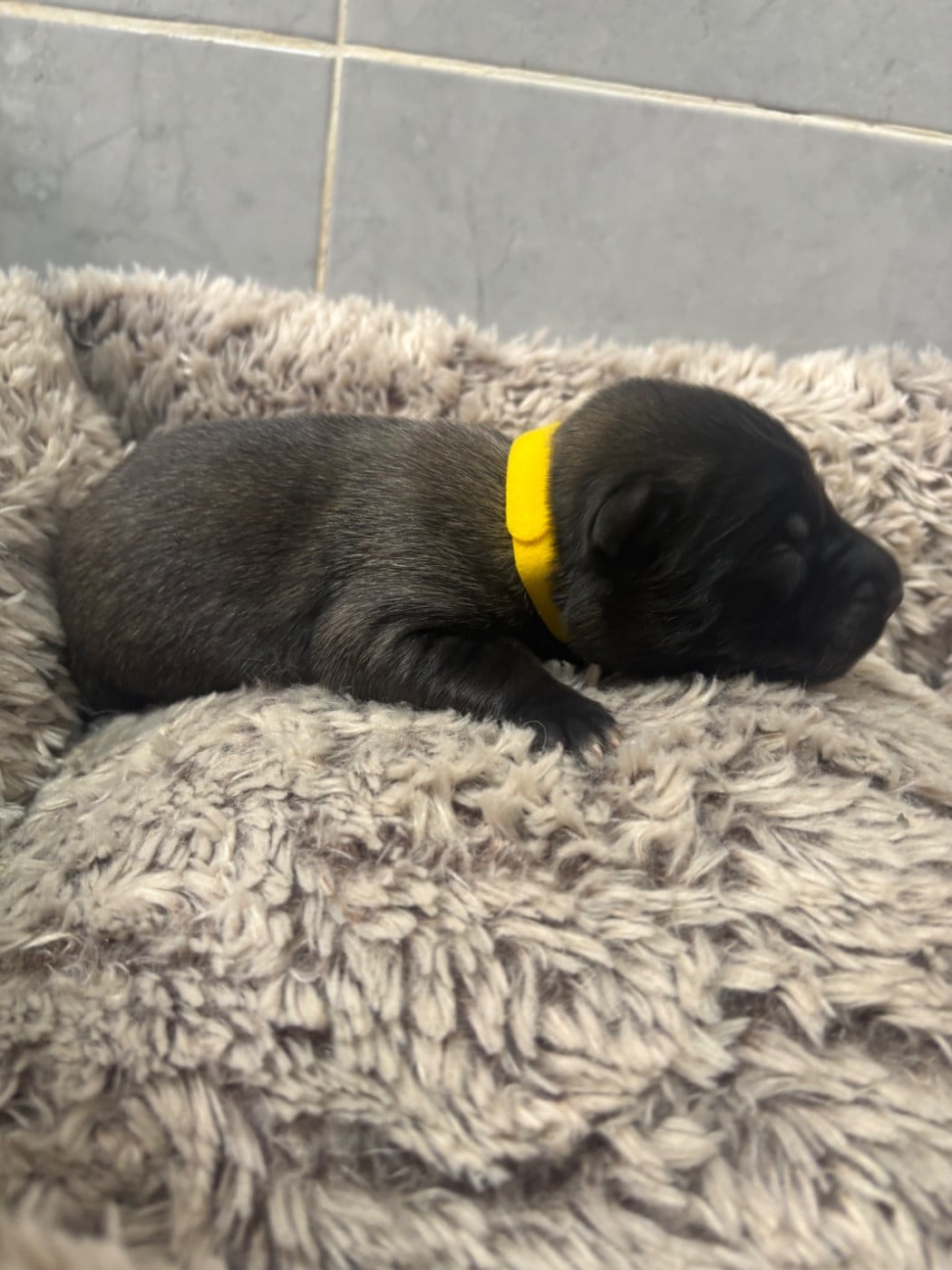 CHIOT 6 - Berger Belge