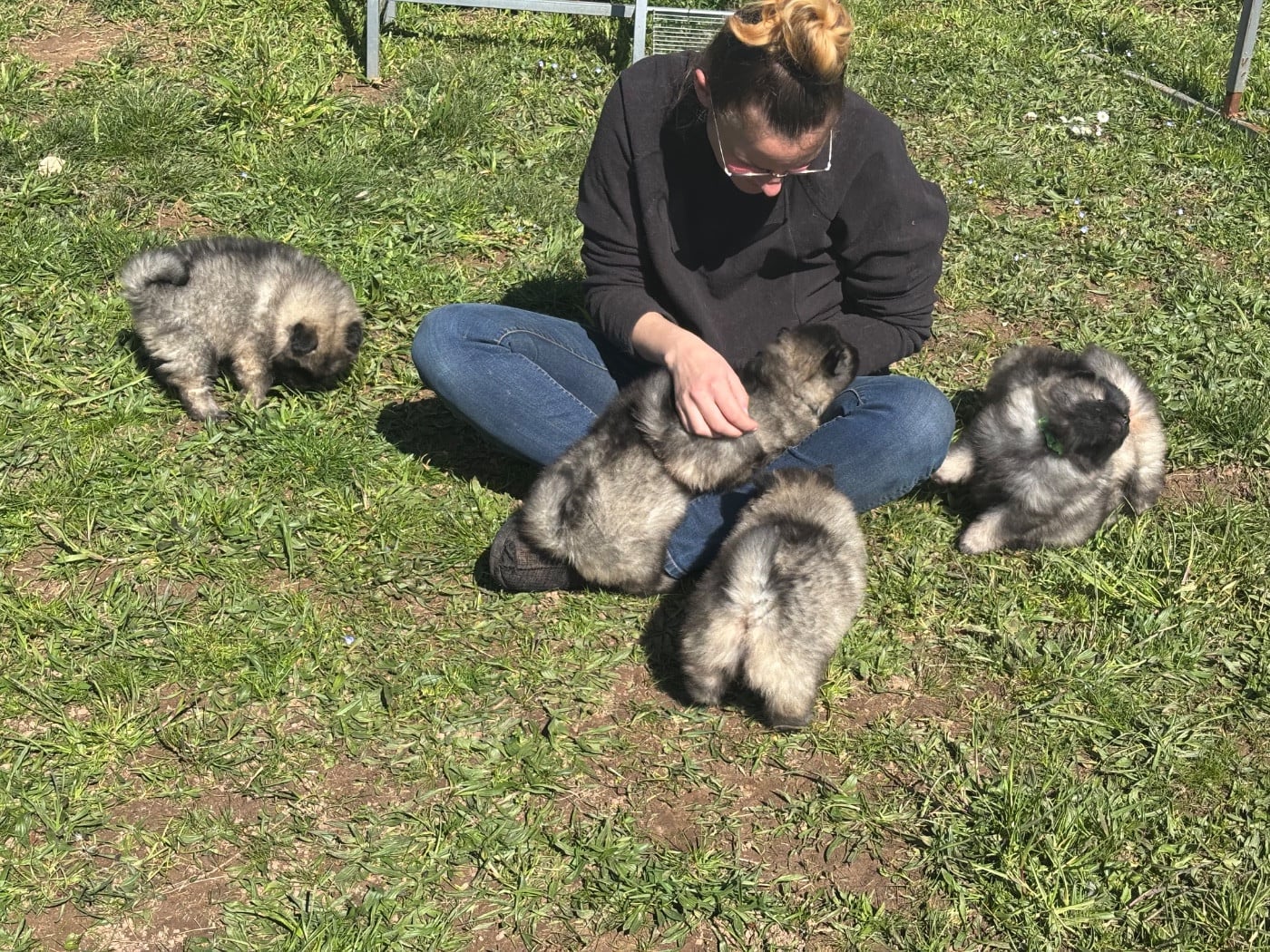 Spitz allemand - Du Royaume De B?Oxie