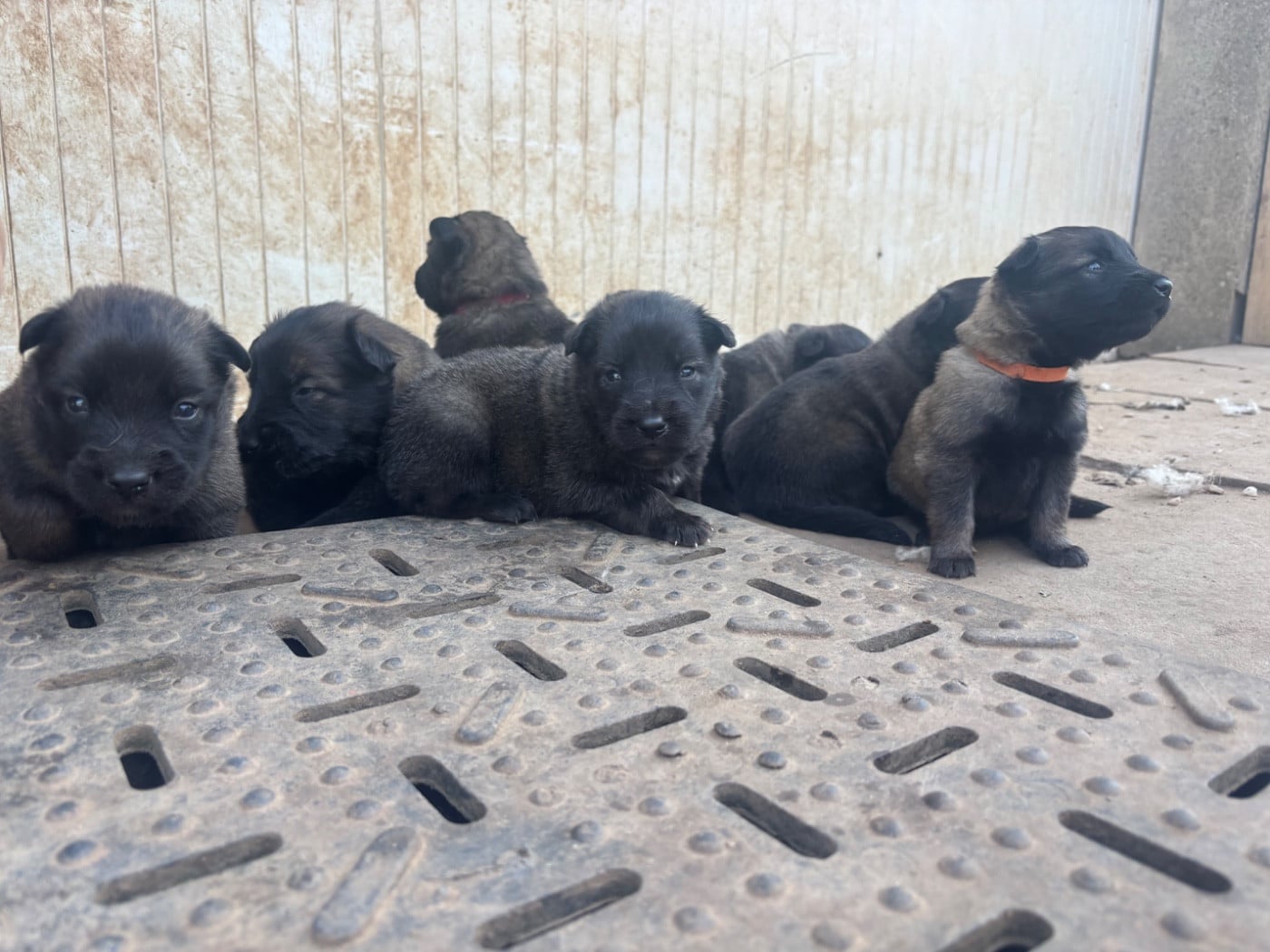 Berger Belge - Du Royaume De B?Oxie