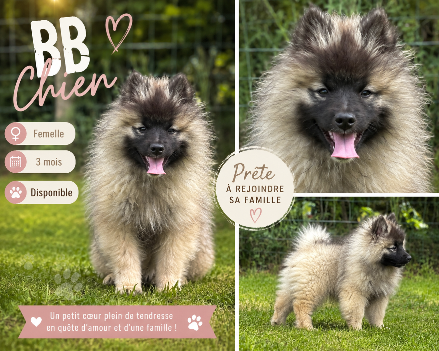 BB chien
