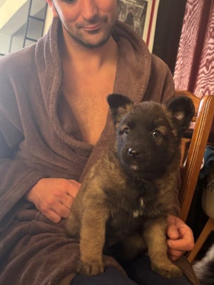 CHIOT 7 - Berger Belge