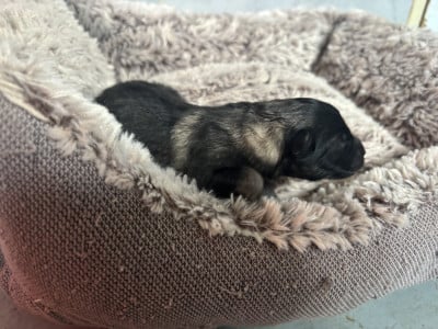 Les chiots de Spitz allemand