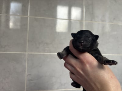 Les chiots de Spitz allemand