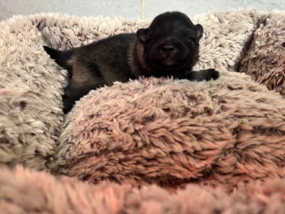 Les chiots de Spitz allemand