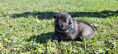 Les chiots de Spitz allemand