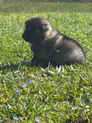 Les chiots de Spitz allemand