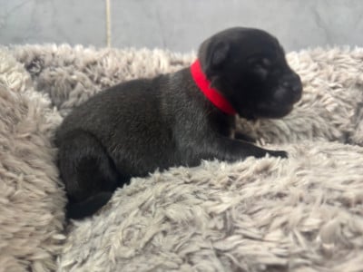 Les chiots de Berger Belge