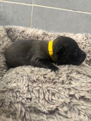 Les chiots de Berger Belge