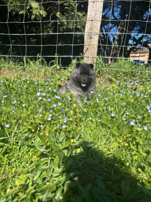 Les chiots de Spitz allemand