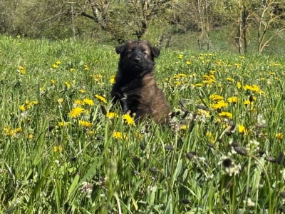 Les chiots de Berger Belge