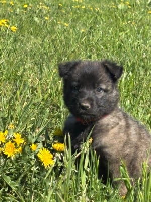 Les chiots de Berger Belge