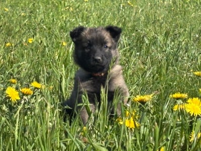 Les chiots de Berger Belge