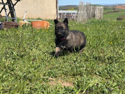 Les chiots de Berger Belge