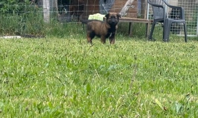 Les chiots de Berger Belge
