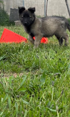 Les chiots de Berger Belge
