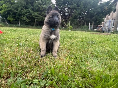 Les chiots de Berger Belge