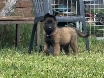 Les chiots de Berger Belge