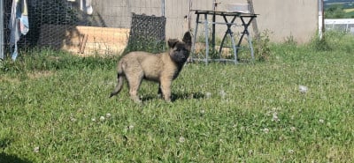 Les chiots de Berger Belge