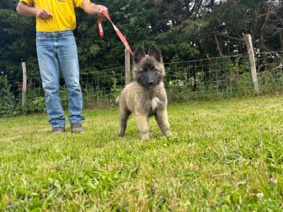 Les chiots de Berger Belge