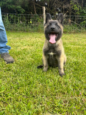 Les chiots de Berger Belge