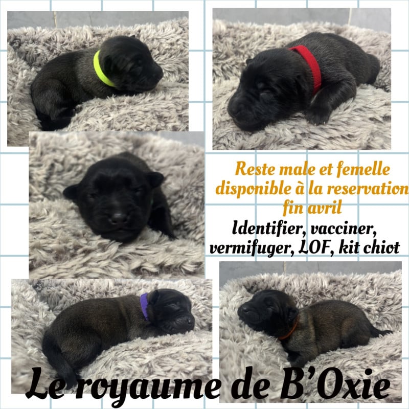 Berger Belge - Du Royaume De B’Oxie