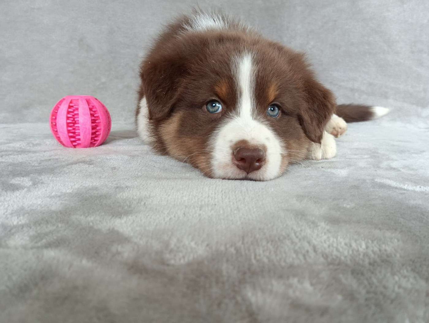 Femelle rouge tricolore