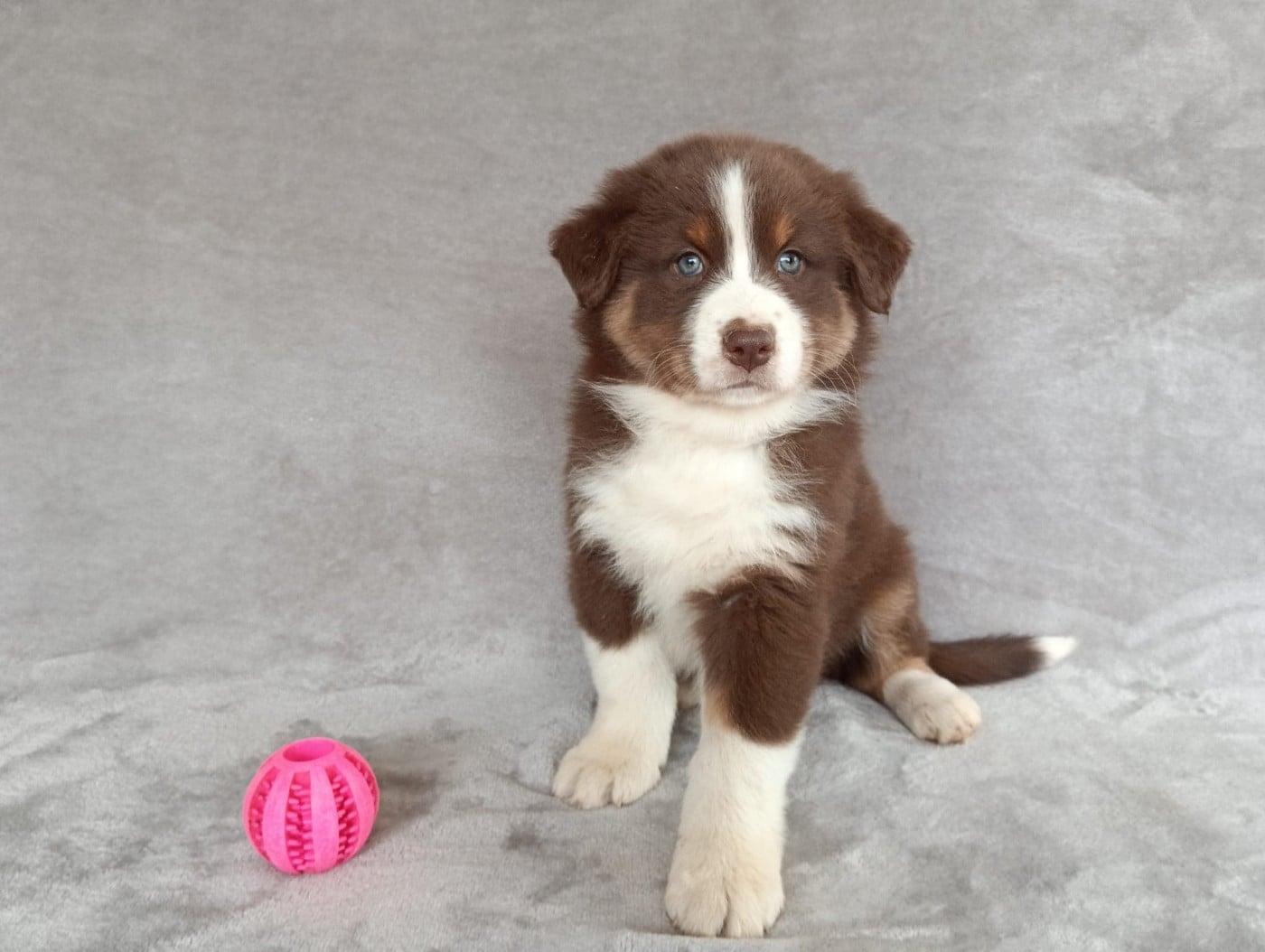 Femelle rouge tricolore