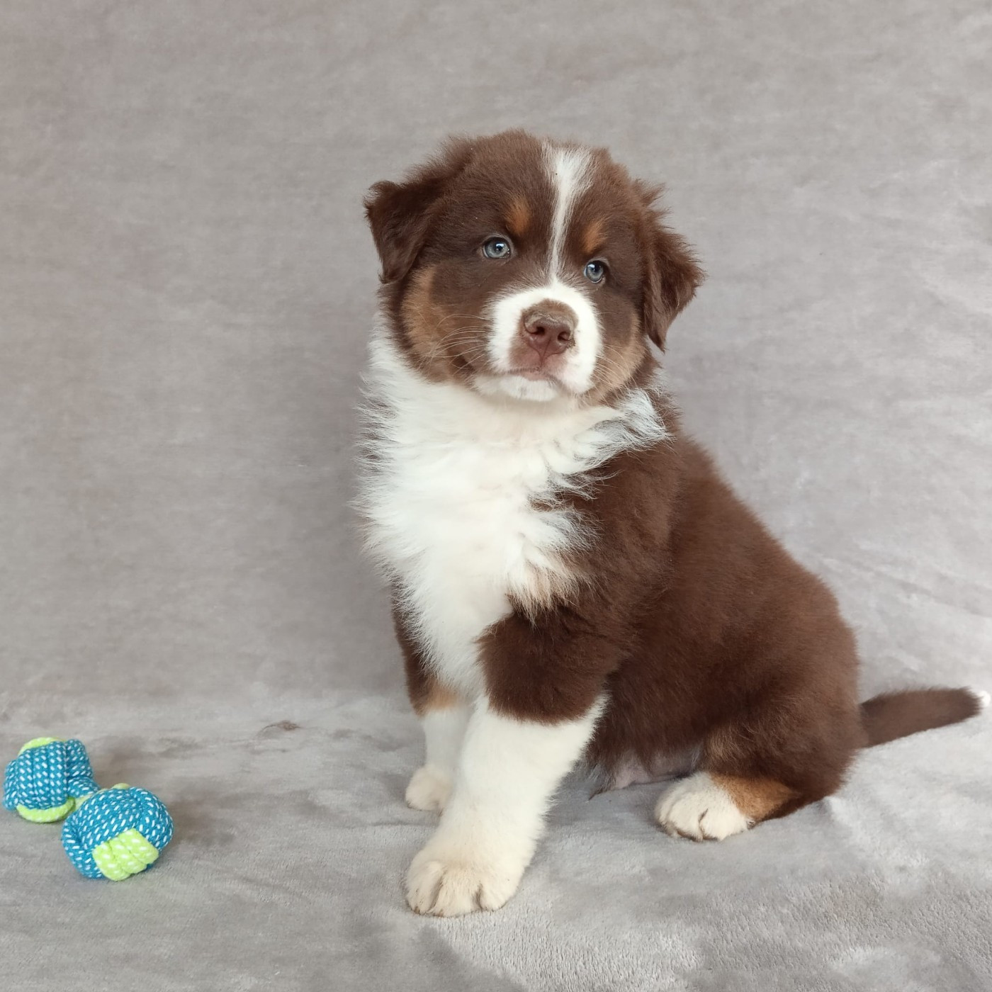 Mâle rouge tricolore 1